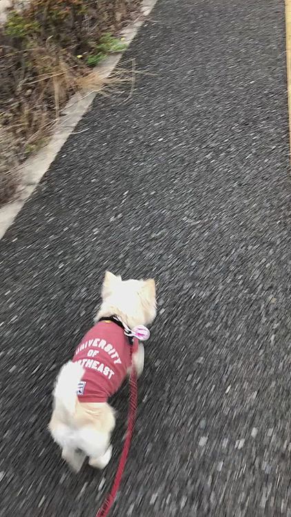 暑くないからスタコラ歩きやすかったね👍
黒ラブくんに会ったね〜✨
でも小雪はソーシャルディスタンス確保しまくりやったね🤣