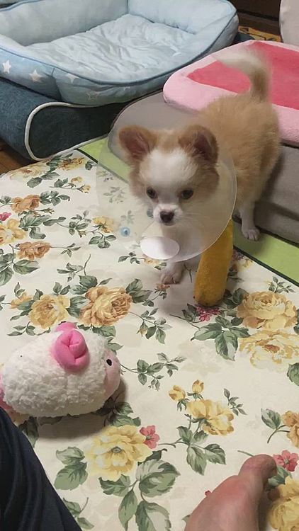 今朝は小春はお留守番🏠
お家でオッサン(兄)とワチャワチャ遊んでもらったね🎵🐶