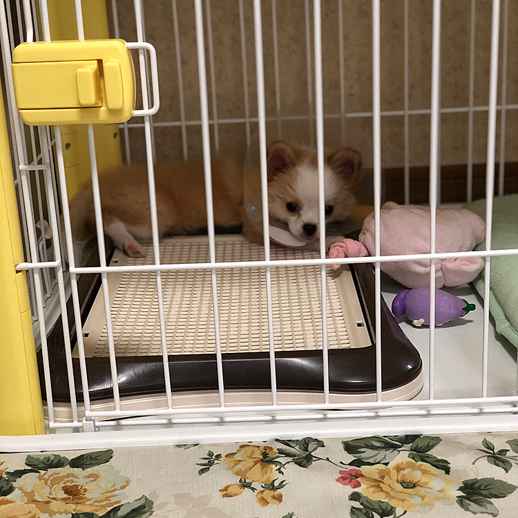 ご飯も食べたし
ワチャワチャ遊んだので眠くなってきたらしい😂
ゆっくり寝ぇ😊