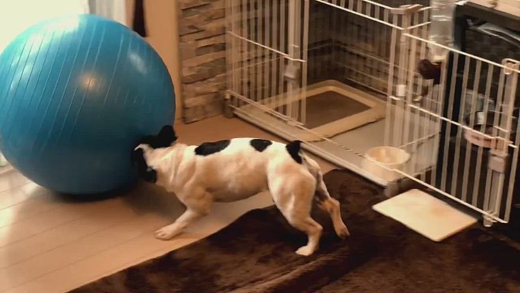 今度は相撲です❗️
がぶり寄りも出てます🤣