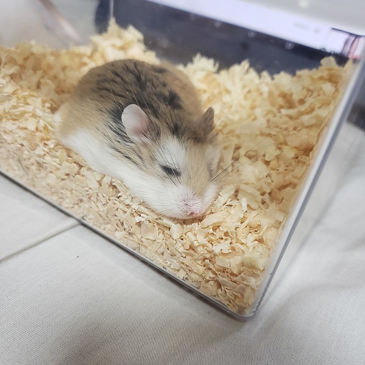 うちのロボちゃんの「つん」です！
(*｀･ω･)ゞ