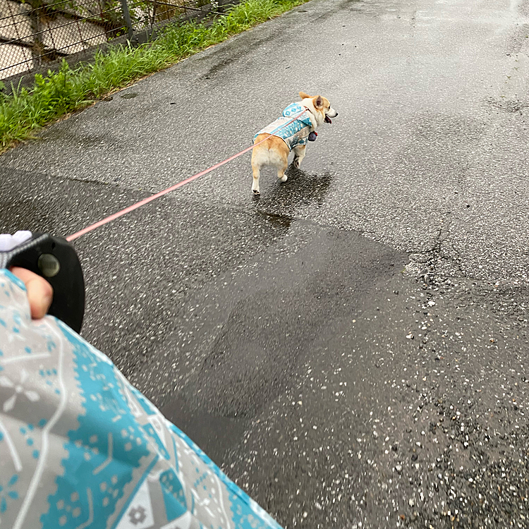 実はパパ、ママ、ボクのお揃いのカッパなんだよ〜❣️