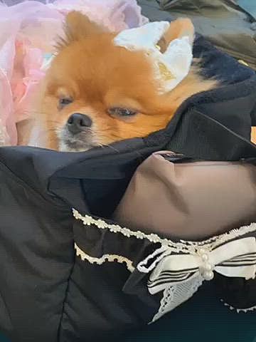 いつものように、おやつを頂いてすっかり寛ぐルルちゃん、もうオネムです🤣