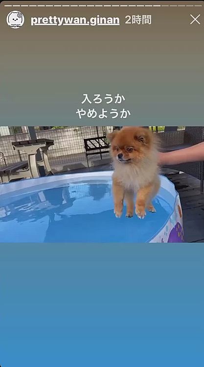 カフェを後にして、サロンのドッグランへ…

夏の間、お天気が良い日はプールが設置されるそうで、昨日もありましたよ〜🏊‍♂️

早速ルルちゃん入ってみました🤣
お店のインスタからの動画です😊

ルルちゃん、エアー犬かきにもなってないじゃ〜ん😅
