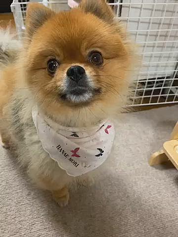 ルルちゃん、薄毛なりに胸毛が伸びてきて、ご飯食べてたら胸毛にご飯が付いて、必死に胸毛のご飯食べようとしてたので、急遽ハンカチでバンダナ付けてみました🤣
