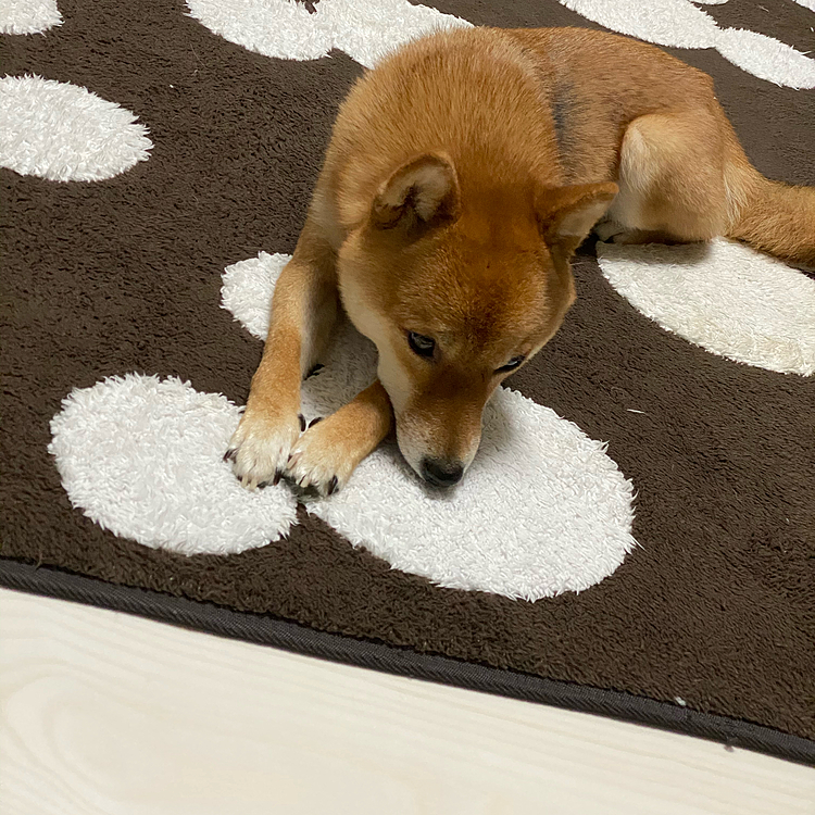 (*´･ω･｡)