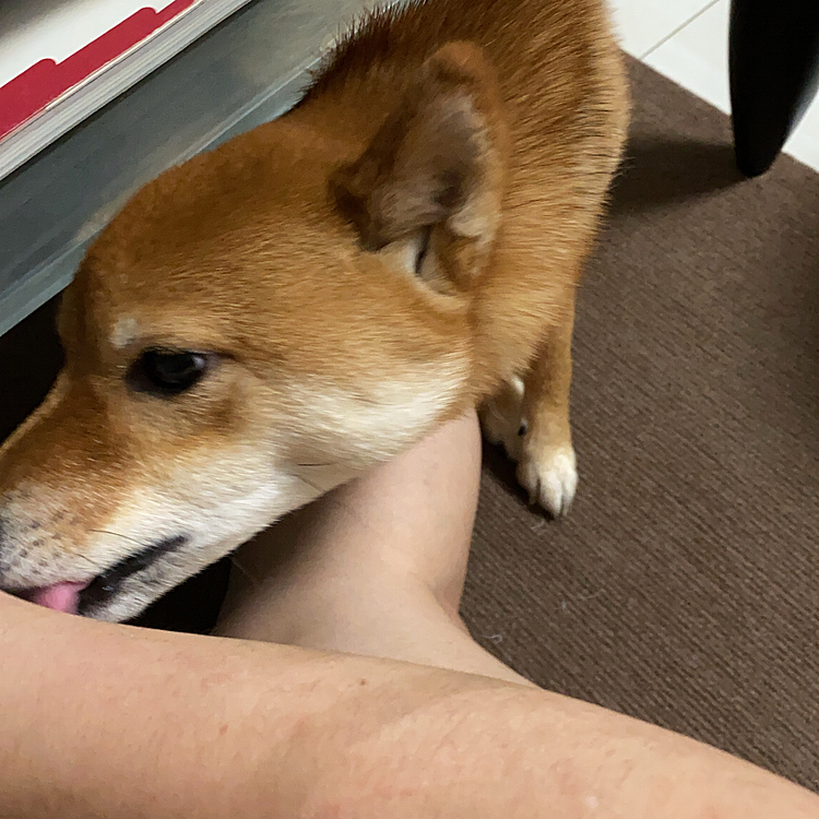 ぺろぺろ