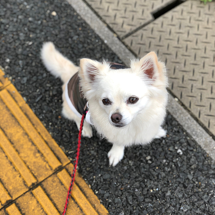 おはようございます☁️
雨止んでると思ってお散歩へ出たら霧雨みたいなん降ってました💦
でも、小雪とお散歩へGO💨
