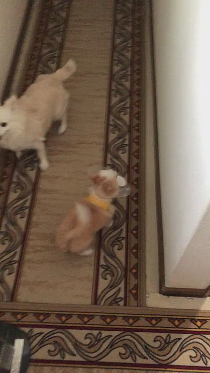 お散歩から帰ると…
小春怪獣が待ち構えてました🐶

小春はかなり猛追しまくり🐶
小雪は猛ダッシュで逃げまくり🐶
トムとジェリー状態🤣
仲良くケンカしな👍