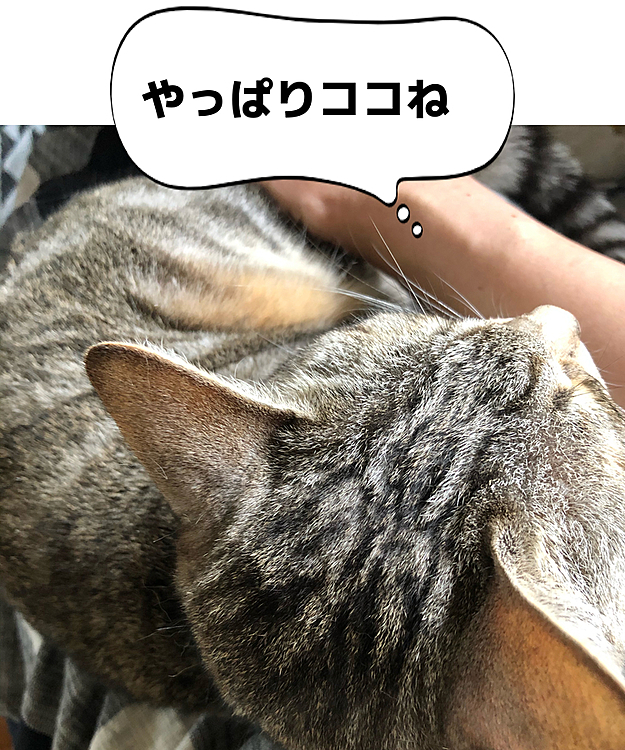 今日も下僕に成り下がる飼い主