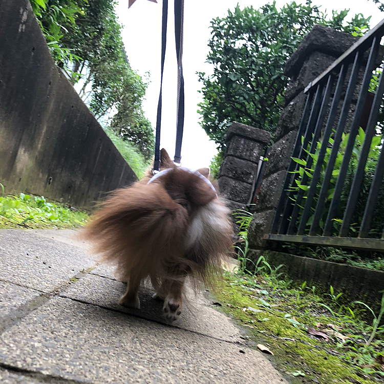 お久しぶりの投稿です😊
今日は降りそうで降らない曇り空。お散歩に行ってきました🐕✨
後ろからの強い風でチャーリーのしっぽがバサバサしてます😙