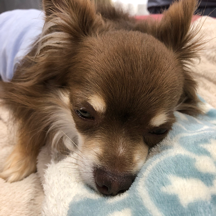 お散歩の後はいつものふわふわの上でぼ〜っとしてます😶