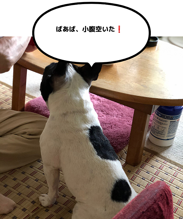 ばあばにも小腹を要求するまろです😅