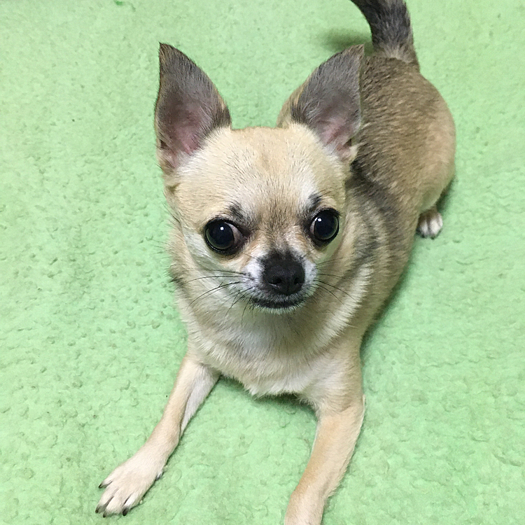 こんばんは🌙
最近は、雨が続いて☔️お散歩へ行けてません。
今週半ばから夜になると🤮が続いて今日、狂犬病予防接種の為　病院行って先生に相談したら　体調優れなかったら見合わせてもいいですよ。と言われたけど念のため接種してきました🤣