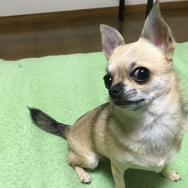 お外出れなくて退屈だね🤣