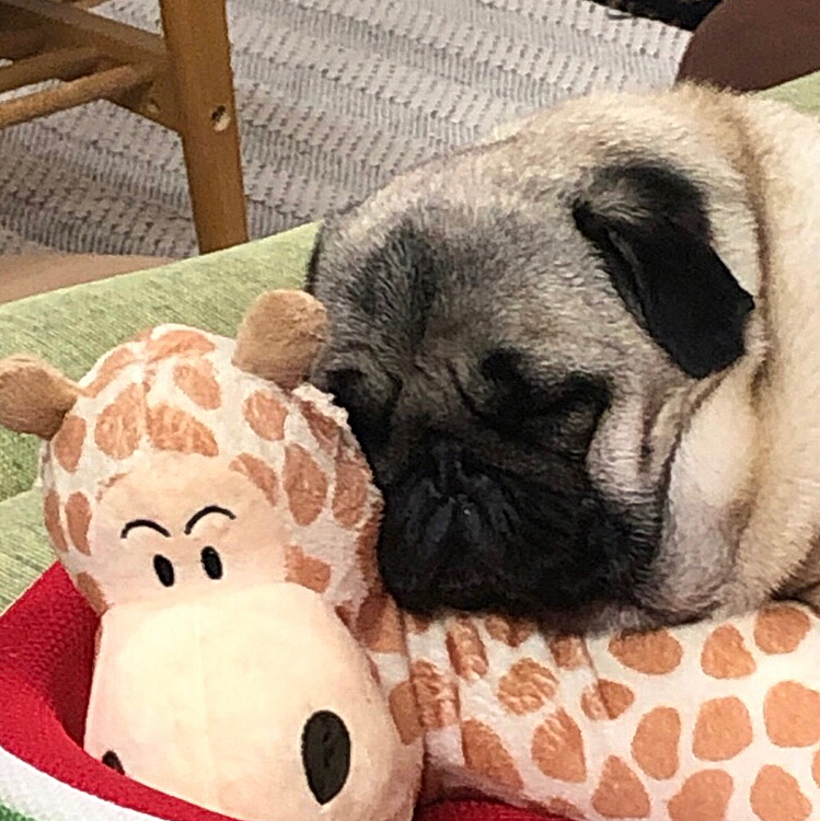 キリンさんと仲良く寝てます🐶
ごめんなさい🙏ツノは食べちゃいました🤣