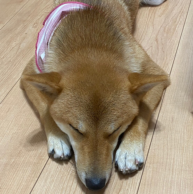 💤💤💤💤💤💤💤