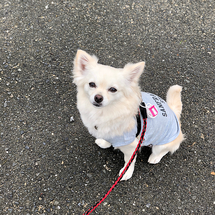 おはようございます☁️
雨は止んでたから朝ん歩に行ってきたよ✨