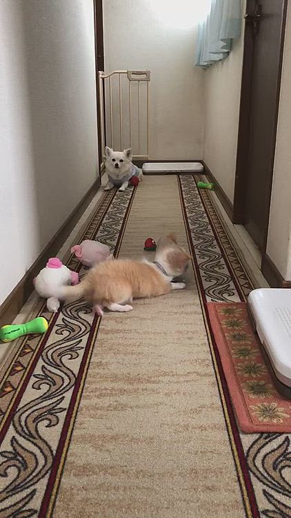 お家に帰ってから
小雪はしっかりソーシャルディスタンス確保👍
小春は大きなボールに夢中😂