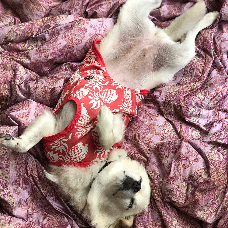 昨日のお昼寝💤
なんとまぁダイナミックなヘソ天🤣
お腹バリカンしてきたんやから冷えたらあかんで〜😊