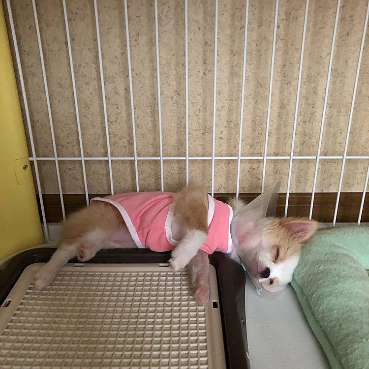 小春、ついにバズーカ卒業しました💕
バズーカ付けてた手は細くて、毛が薄くハゲて痛々しく見えます💦
でもレントゲンでは、骨は綺麗についてたよ👍
エリカラは、バズーカ付けてた手をペロペロしちゃうのでもうしばらく継続です😅
買っておいた服を着せてみたらピッタリ✨