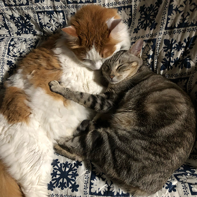 あらあら 今度はデカニャンと仲良く(￣ー￣人)ｵﾈﾝﾈ♪