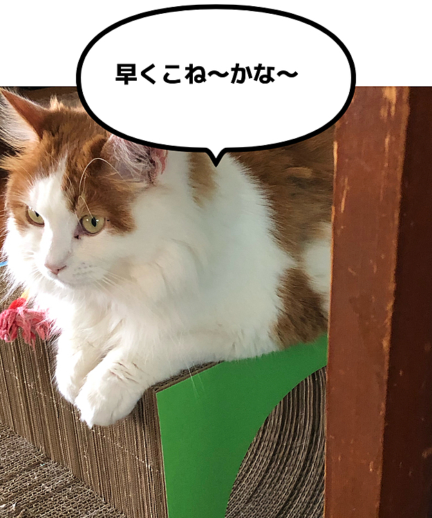 飼い主来るまで出待ちする奴