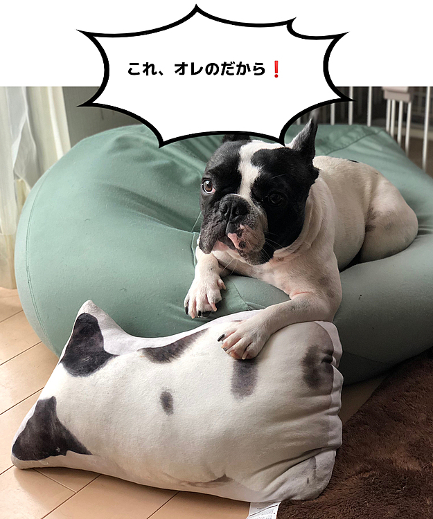 フレブルクッションを守ってます😅