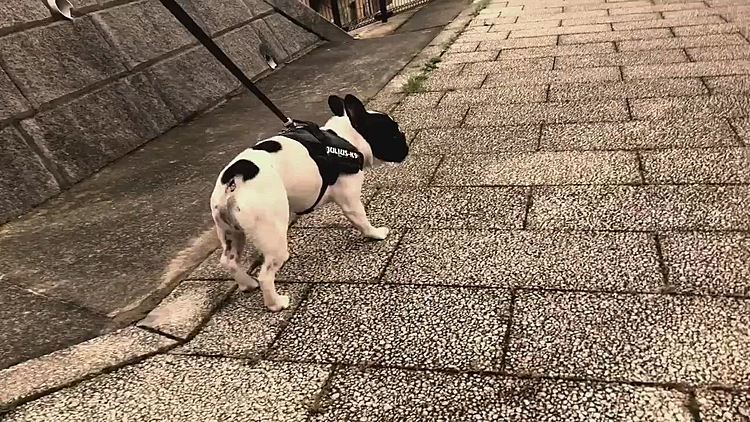 午後からの雨が上がって夕散歩行って来られました😀
いつもの丘の上からの風景を眺めて、明日からの仕事に気持ちを整えます😆