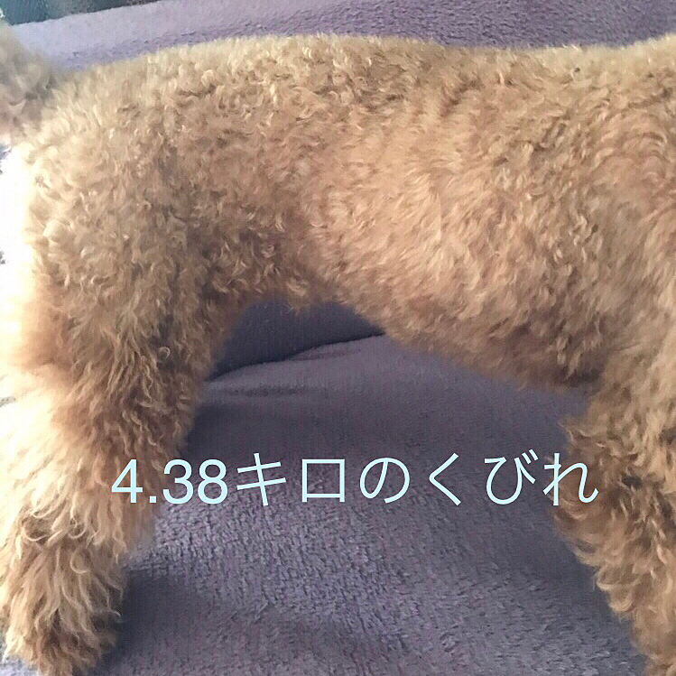 それと先月の狂犬病の時は4.38キロだった体重が何と1カ月で4.75キロとほぼ400g増えていました😱
確かに最近ズッシリ重いと思ったけどまさかの体重にビックリしました‼️
写真で確認するとわかりますね💧
今日からダイエットだね😉