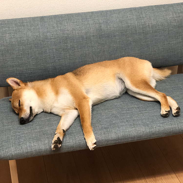 このイスが大好き💕でいつも晩ご飯の後に寝てしまいます。😊💤😊💤😊
