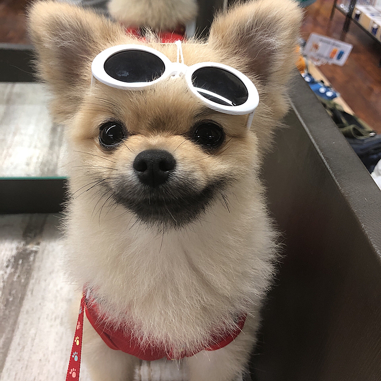 帰りにペットショップでおやつとオモチャを買ったついでにサングラス試着❤️
可愛い😁❤️笑