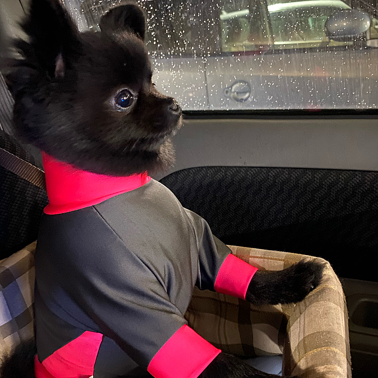 忠犬うに公😁(お買い物行ってるパパ待ちです)