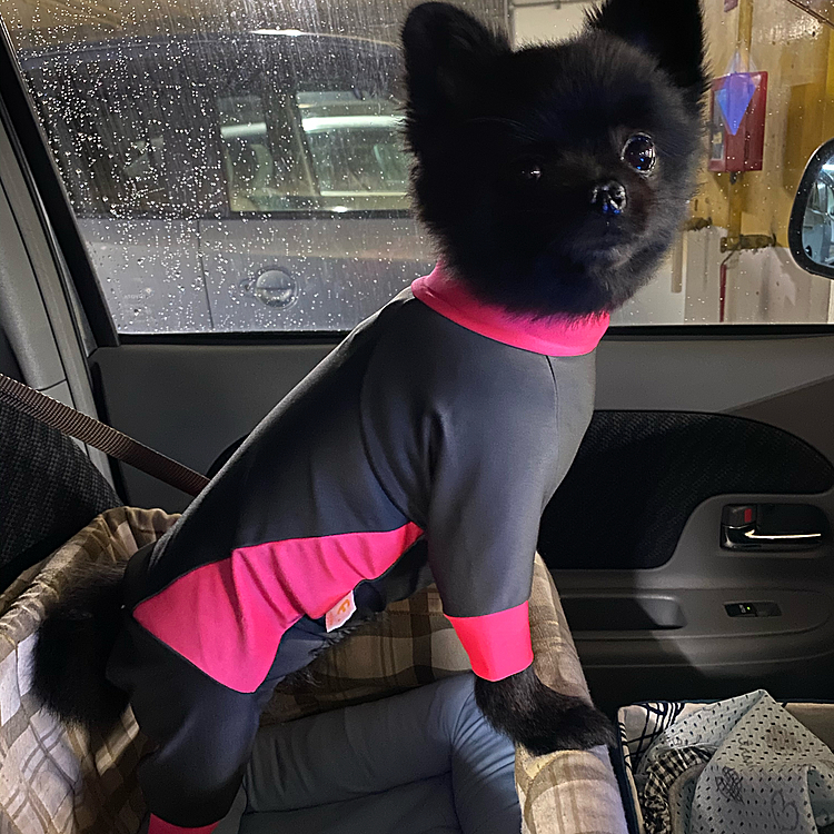ちょっと笑えるこのお洋服は実はカッパです😁
音がしないので雨の中ルンルンでした👍
頭は嫌がるので買いませんでしたが、今まで使っていたカッパはなんだったんだと思うくらい濡れません☝️歩いてる姿はちょっと面白いんですけどね🤣