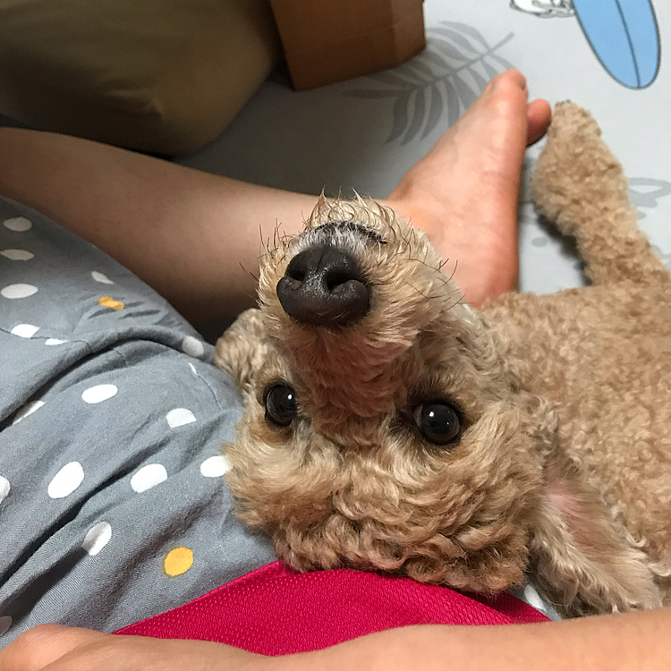我が子が可愛いのは当たり前なんですが、最近よく思うのは、アラシとの生活が長くなるにつれ、さらに愛おしさを増してきてます❣️小さい時の可愛いと思う時の気持ちと今の可愛いと思う気持ちに変化があるなぁ。と日々感じてます❤️