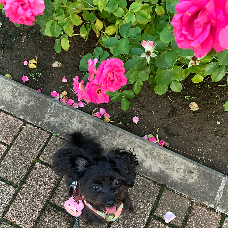 奇跡のカメラ目線💕
食べ物で釣りました😅
今年2回目の薔薇🌹
最近はモリモリ食べてちょこっとムチムチしてきたハピさん。
イヤイヤしないで食べるだけだけど😅おデブさんには気をつけなきゃ😆