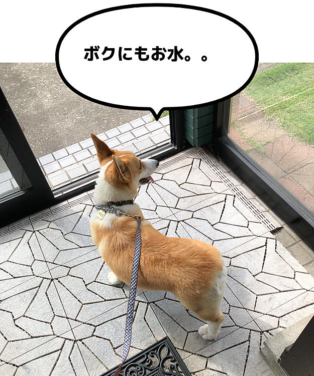 おとーさんがお花にお水を😃
それを眺めてるまある😃
ボクもお水飲みたいんだけどな。。
まあるは、お家でちゃんとした水飲めよ?
と、言われまちた😃
そのお水だってちゃんとしたお水。。だよね?🤣