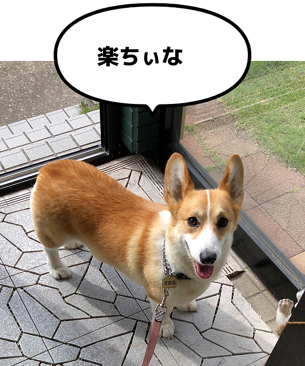 今日は、おとーさんもおかーさんも居るから楽しいな😃
ボクたん、お留守番するけど、やっぱり寂しいもん🌀
まある、例のロープの残り1つ。。まだでてきてないです🌀🌀🌀🌀
見逃したか?🌀
そーいえば、体重が、12.2キロ💦
丁度いいですね!って言われたけど、私的には11キロくらいにしておきたい。。