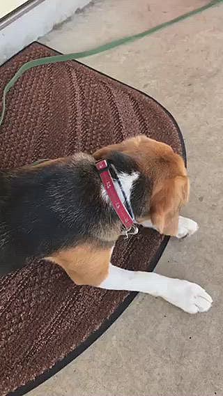 ゴローン❣️って言われてゴロンしたら眠そうにしてたね🐶💤❤️