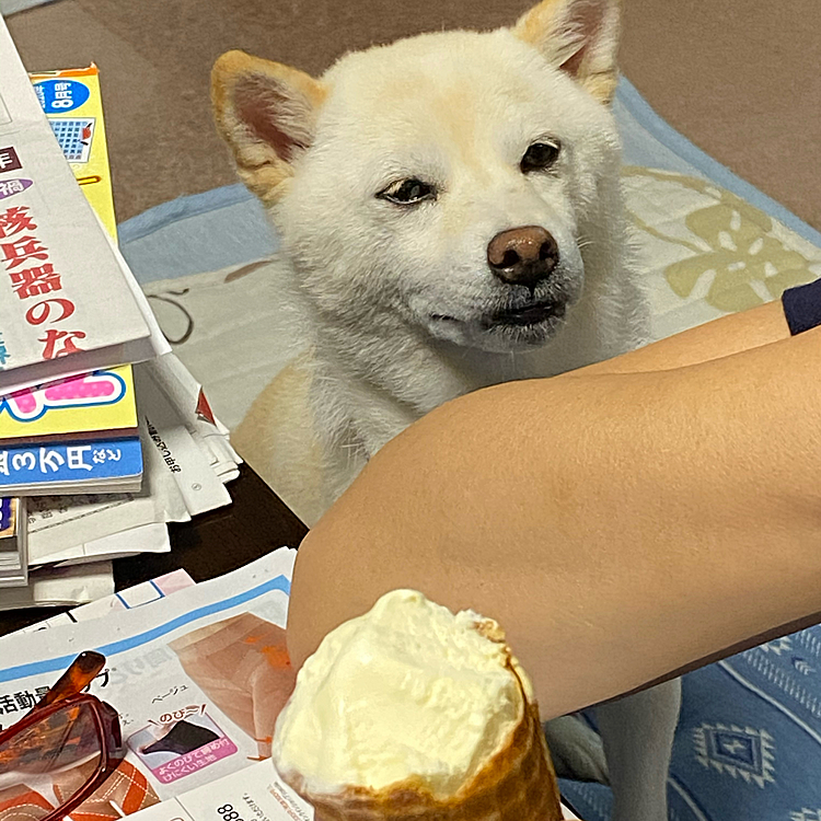 コロンちゃんが横から並んでいるのに
お母さんは知らんぷりして
アイス食べてます。
