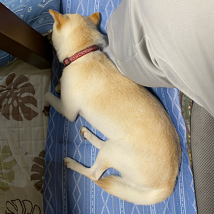 今朝のコロンちゃん。
朝の散歩のあと、お父さんの足もとで
くつろいでいます。

しかし、おは動けません。