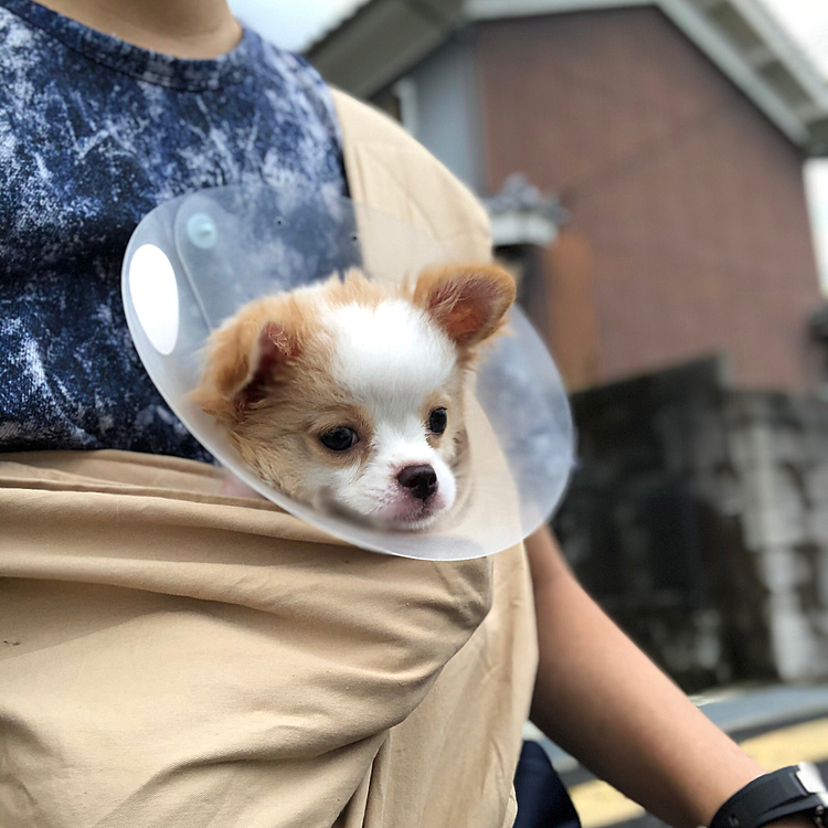 小春もスリングでお散歩🎵
まだチビチビやからお顔出すのがやっとだわね🤣
お外の匂いをスンスン🎵嗅ぎながらスリングで揺られてたね🐶
小雪のお散歩をしっかり見て勉強するんやで〜😊