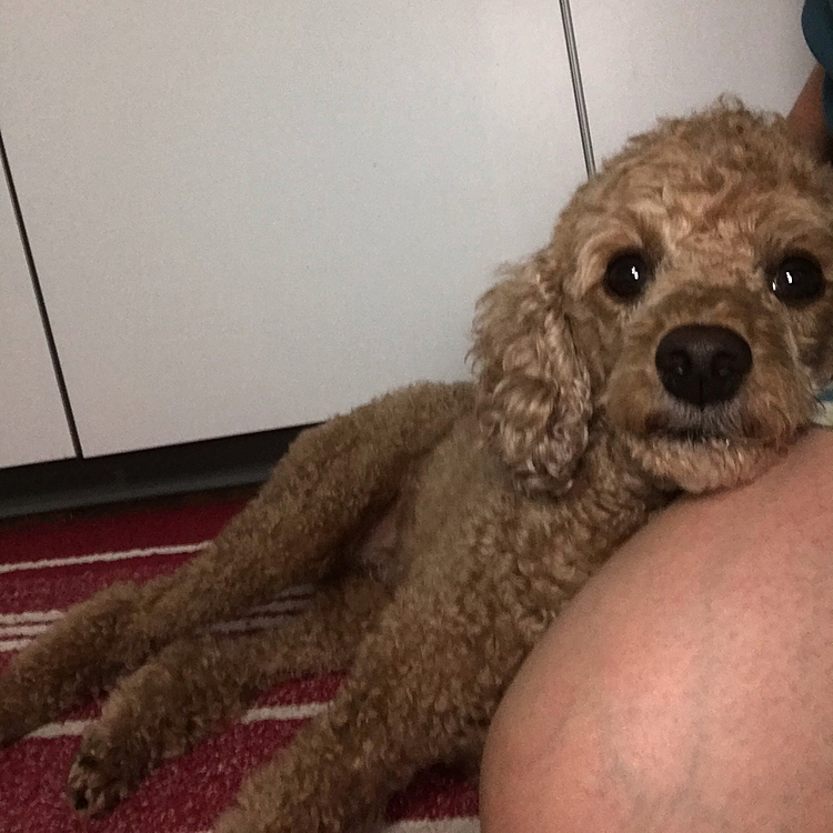 7/7
七夕ですね🎋

昨日は皆さん、温かいコメントありがとうございます😊犬ノートで出会ったメンバー❤️久々の投稿でもこうやって温かいコメントもらって。素敵な場所があってよかったです😄