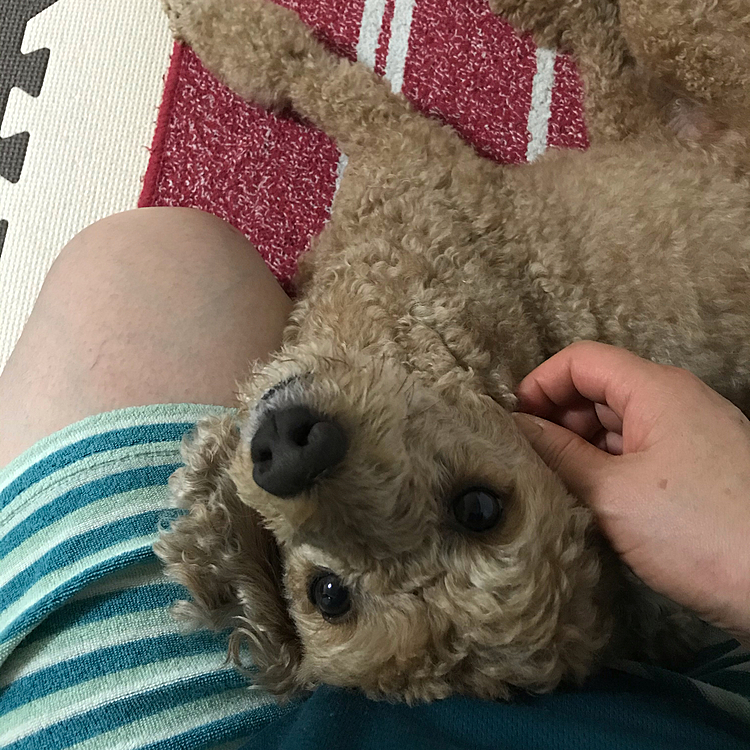アラシの甘えん坊特集です。最近は本当にべったりで甘えん坊が増してきてます🤣