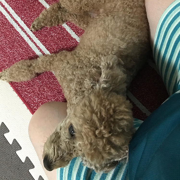 しばらく、ずっとこんな感じになってましたよ🤣
昨日から雨続きで、散歩にもいけないので、持て余してるアラシ、やっぱり散歩に行きたいよね😢