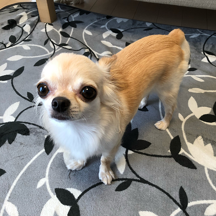 おはようございます😃
風が強いけど少しだけお散歩しました🐶