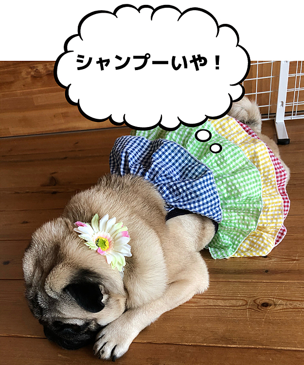 トリマーさんシャンプー行って来ました🛁
お花のリボン🎀に合わせて、ひらひらドレス👗で女の子気取ってみました。
『いくよ＆くるよ』になりました🤣