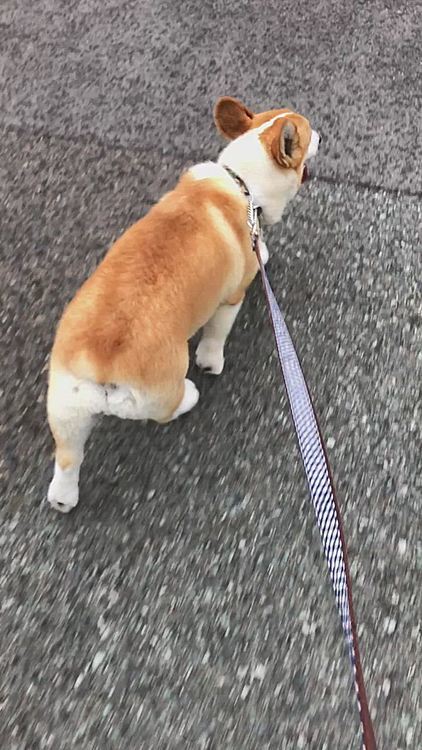 突然走り出した様に見えるけど、私の方が先に走り出してます🤣
で、突然のチー🤣🤣🤣
妖精のファンタジーなお話とはかけ離れてる様な。。まあるでした😃