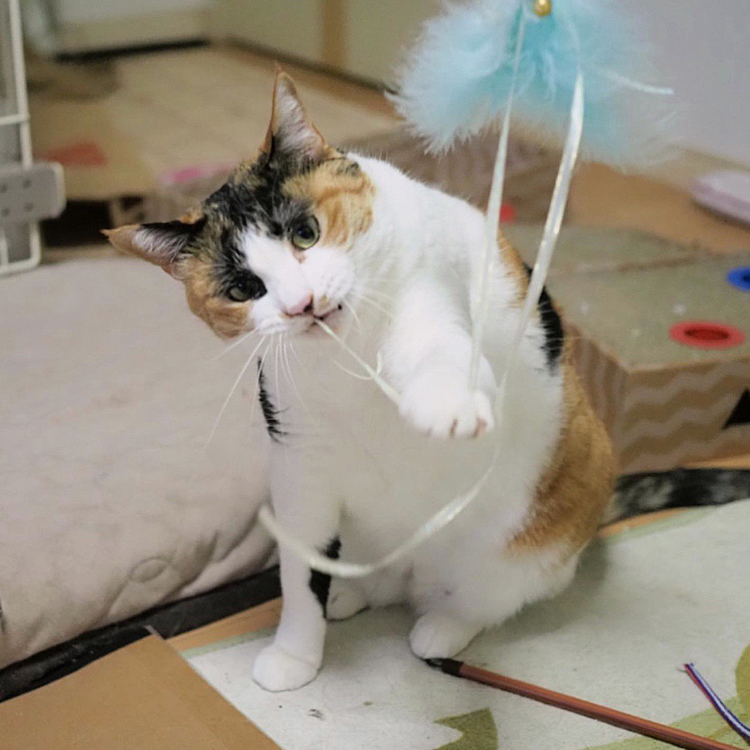 引っ張るにゃ