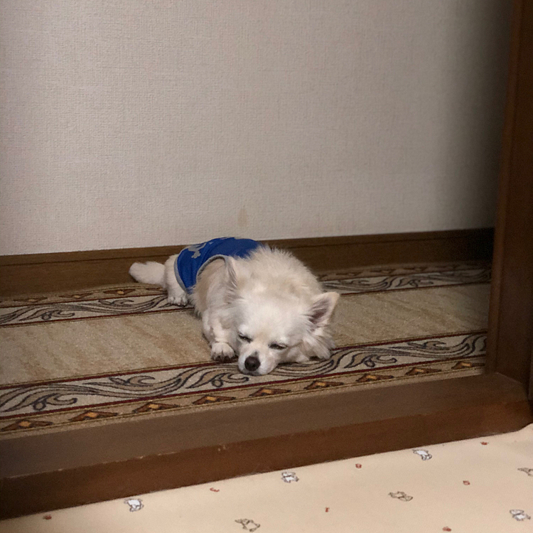 おはようございます☔️
今朝はかなり雨が降ってます💦

小雪はお散歩へ行けないのでふて寝です🐶